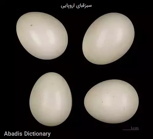 سبزقبای اروپایی